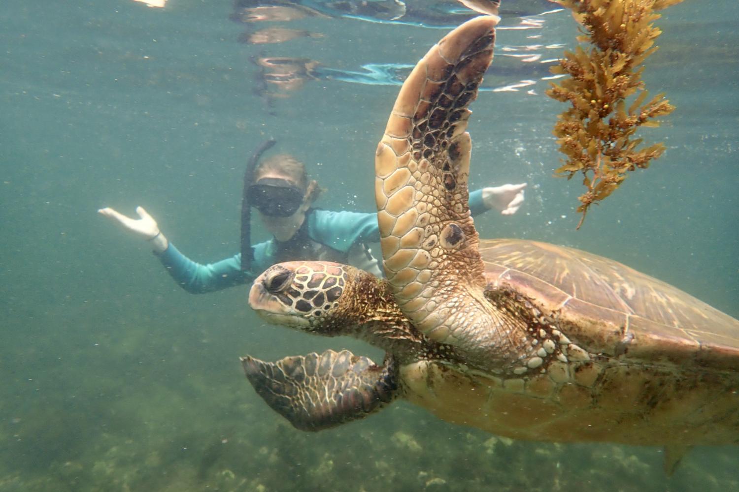 一名<a href='http://kot.lfkgw.com'>bv伟德ios下载</a>学生在Galápagos群岛游学途中与一只巨龟游泳.